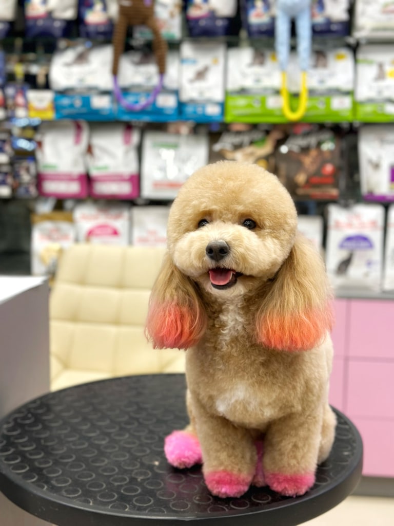 Мальтіпу кремового окрасу має яскраві рожеві лапки та бліді вушка