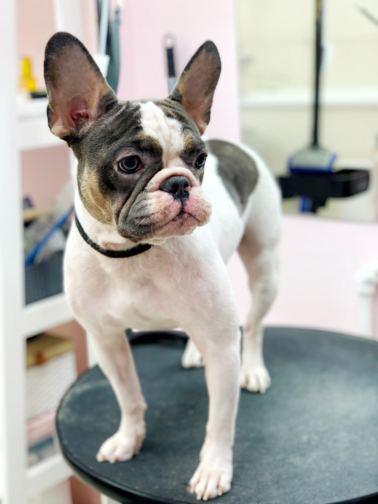 Бульдог має довгі ніжки та сумну мордочку