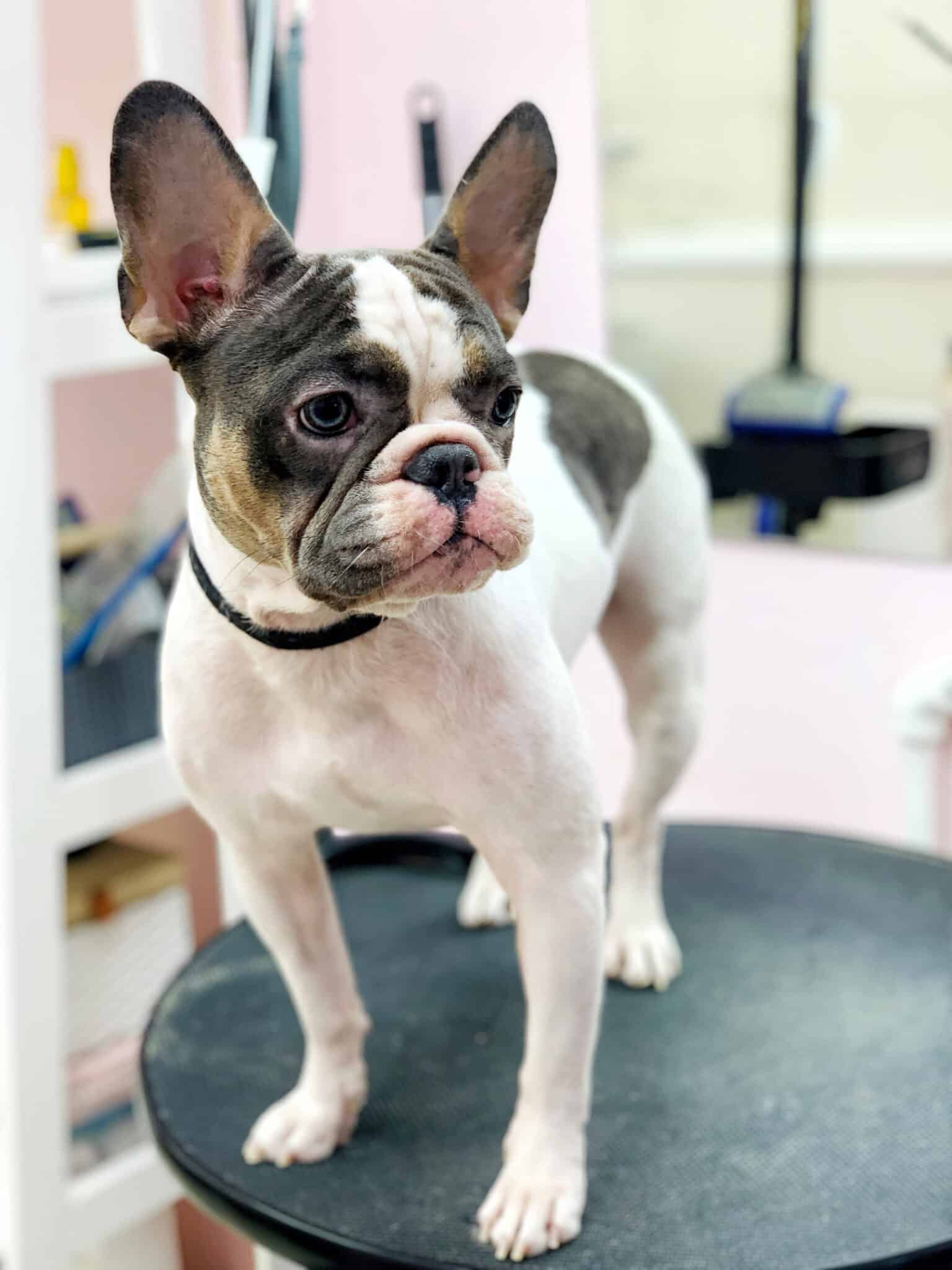 Бульдог має довгі ніжки та сумну мордочку