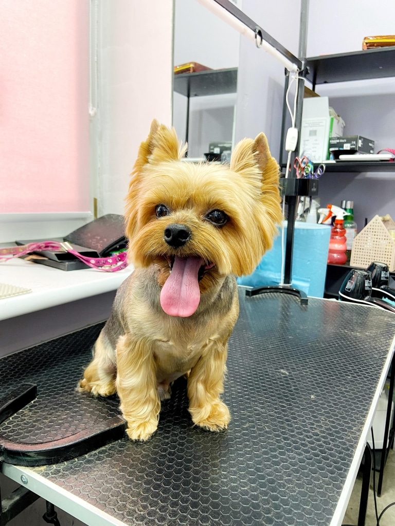 Низенький йорк присів на столі, чекаючи поки грумер принесе мисочку з водою