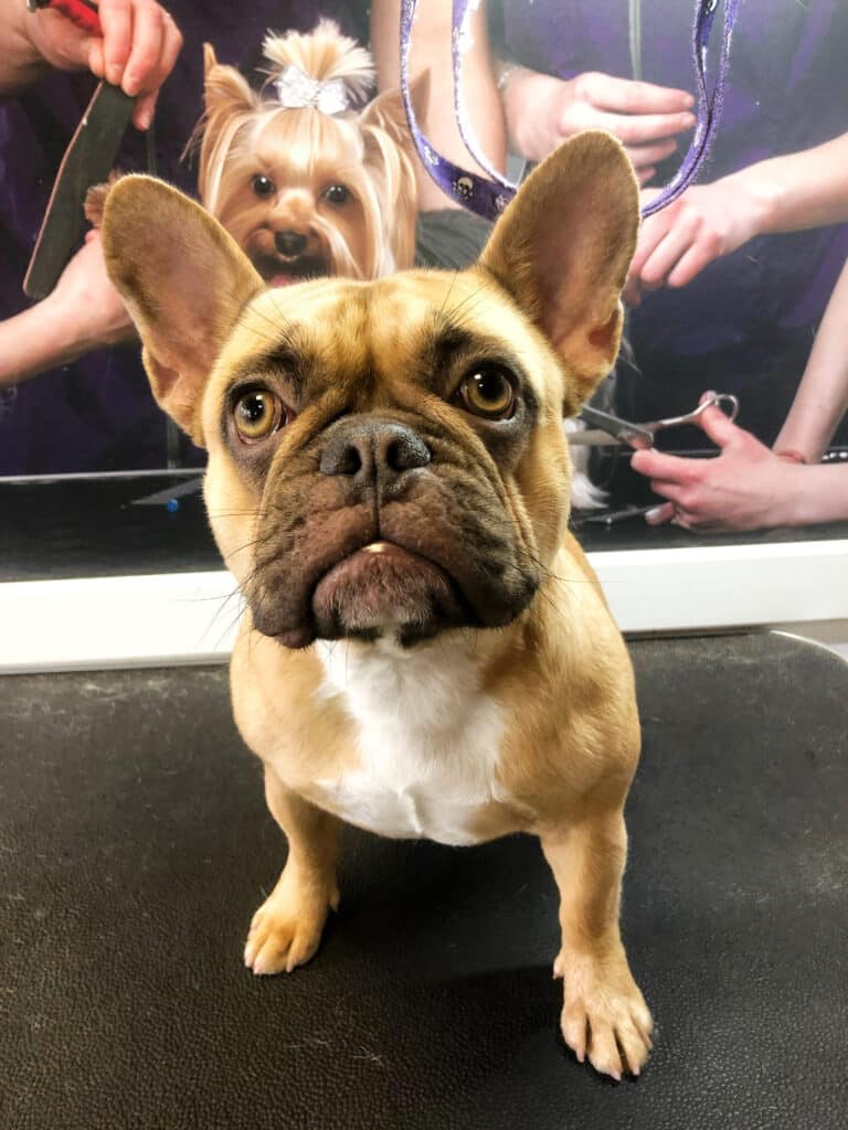 Бульдог підняв голову до грумера в очікуванні гігієнічного комплексу