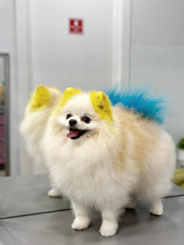 Шпіц з жовто-блакитною шерстю стоїть біля великого дзеркала