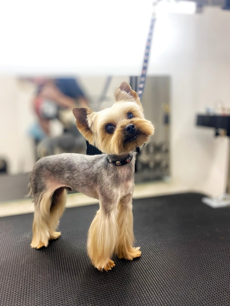 Йорк в шкіряному чорному ошийнику виглядає елегантно на грумерському столі