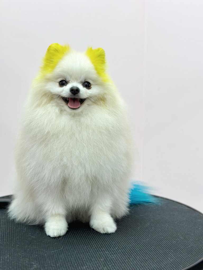 Шпіц після візиту до грумера має блакитний хвіст та жовті вушка