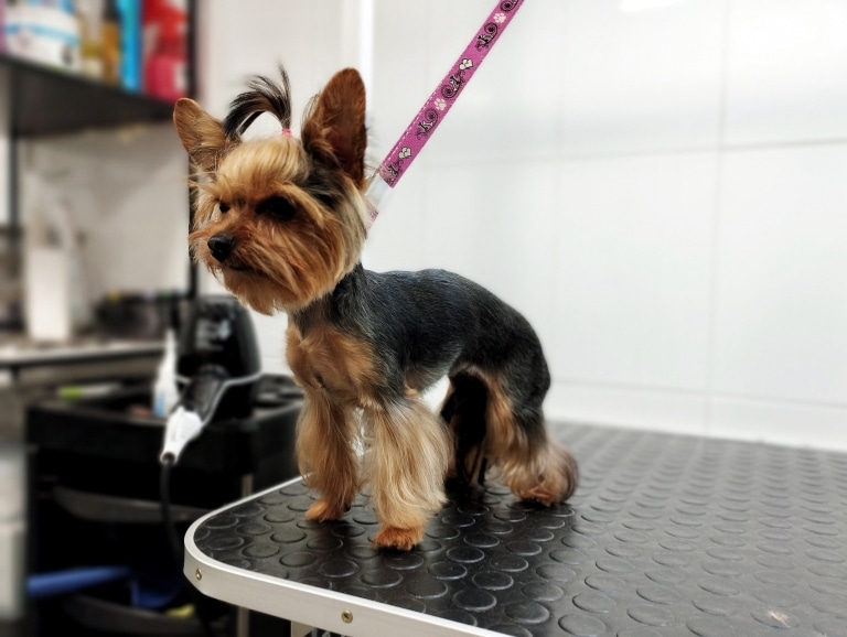 Йорк на рожевій ринговці дивиться вниз з краю стола