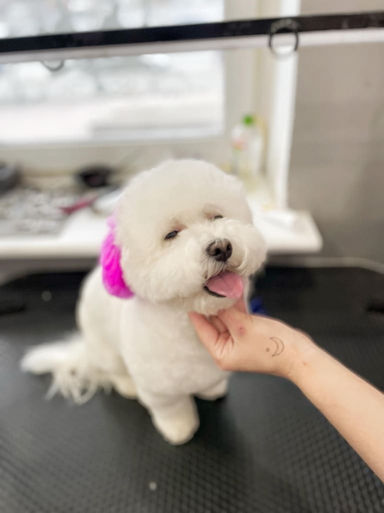 Мальтіпу з фіолетовими вушками примружив очі та висолопив язика