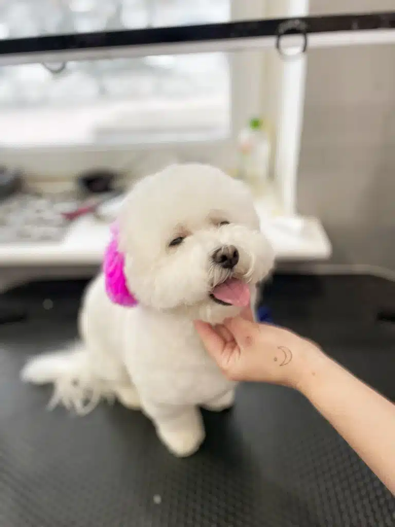 Мальтіпу з фіолетовими вушками примружив очі та висолопив язика