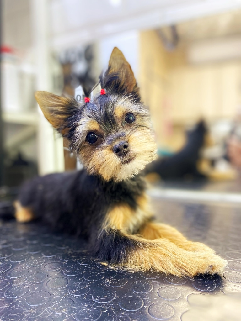 Йорк з вдома хвостиками та гострими вушками поклав перед собою пострижені лапки