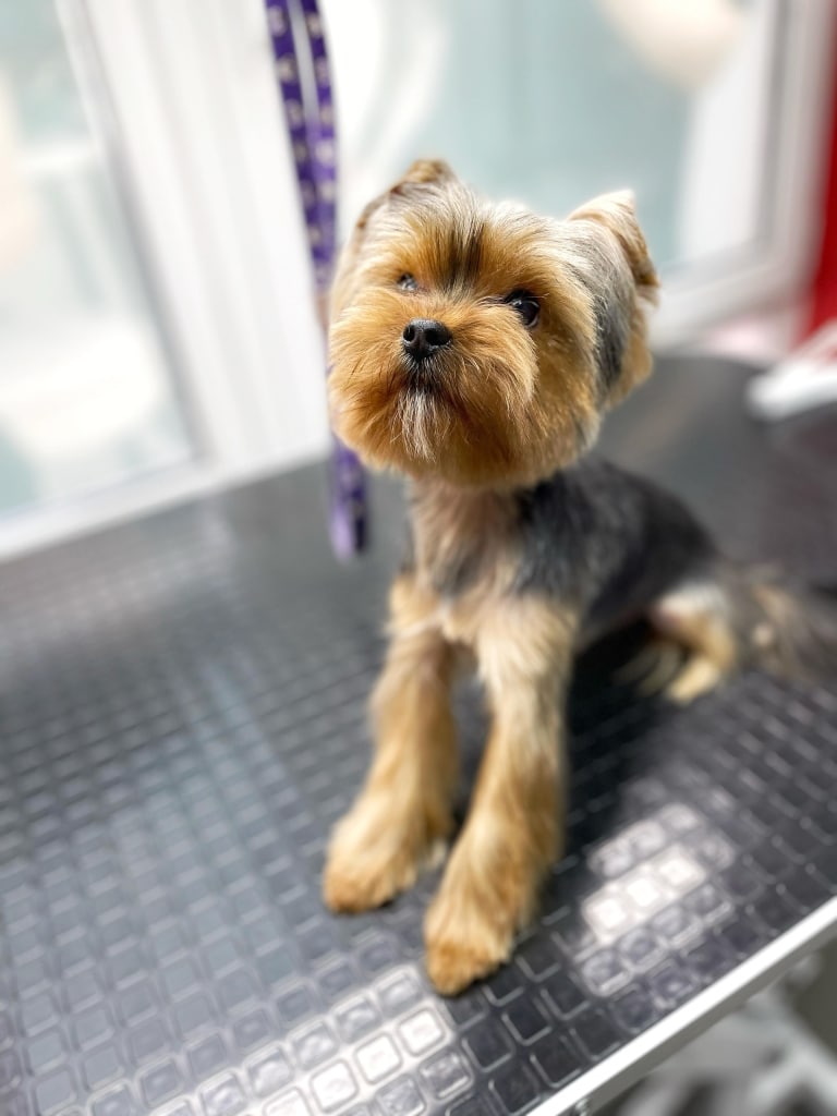 Йорк з круглою головою та тоненькими лапками присів на грумерському столі