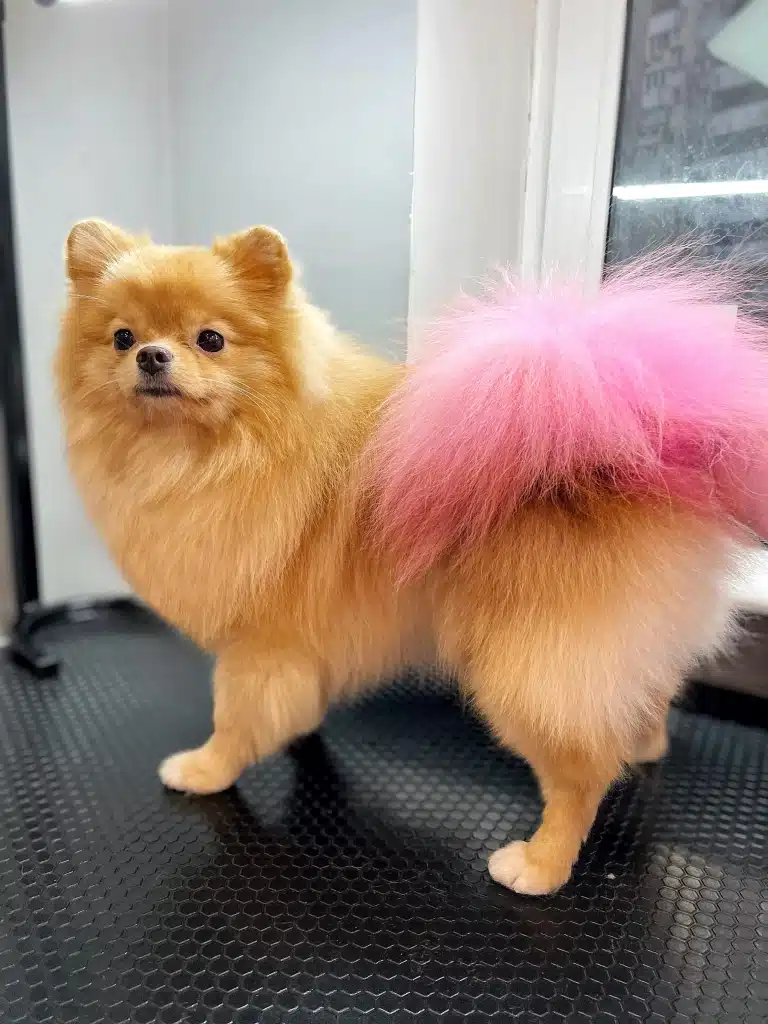 Милий шпіц з рожевим хвостом стоїть на чистому чорному столі