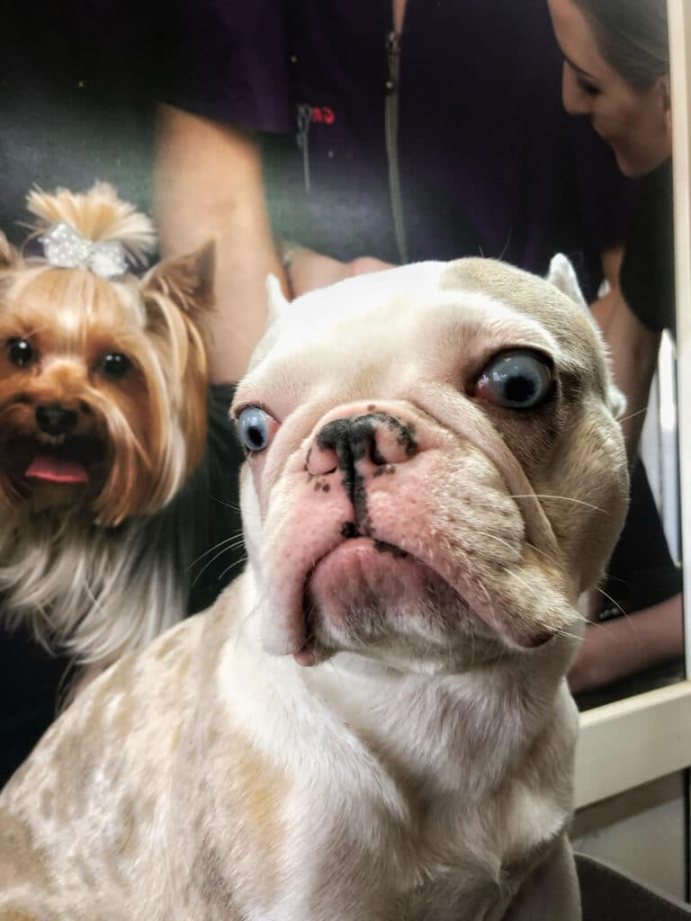 Світлий бульдог має блакитні очі та чорно-рожевий ніс