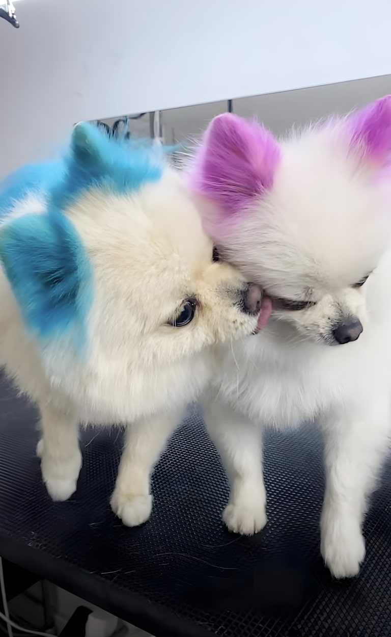 Шпіци після грумінгу мають сині та фіолетові вушка