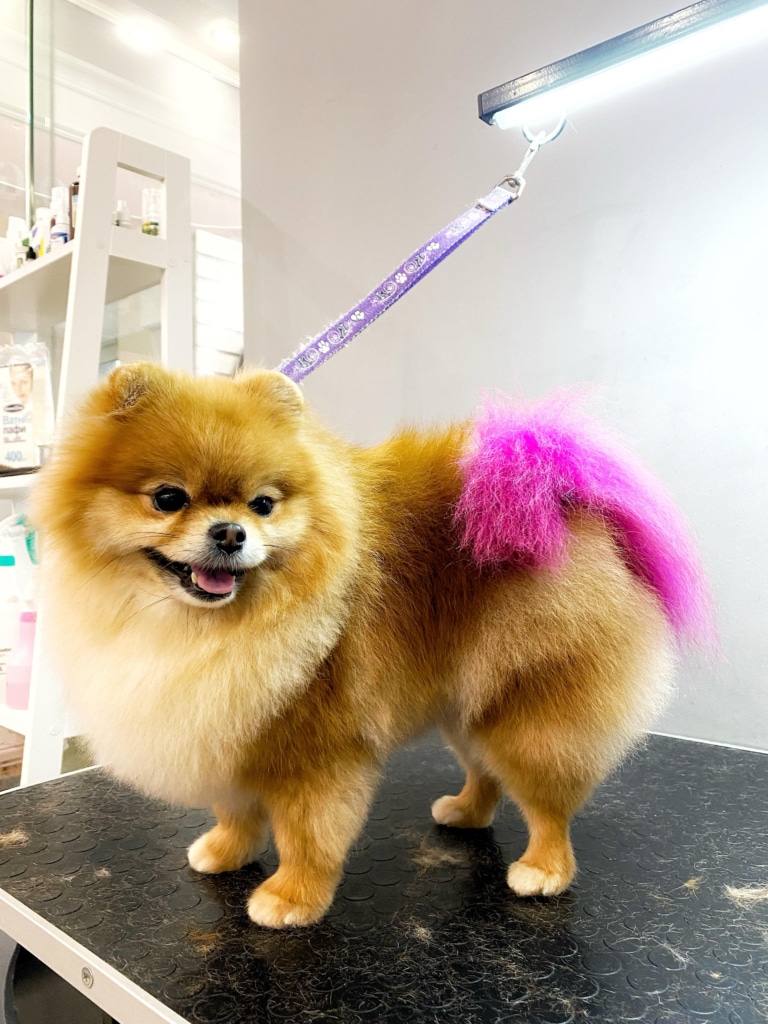 Йорк з пурпуровим хвостом готовий святкувати свій день народження