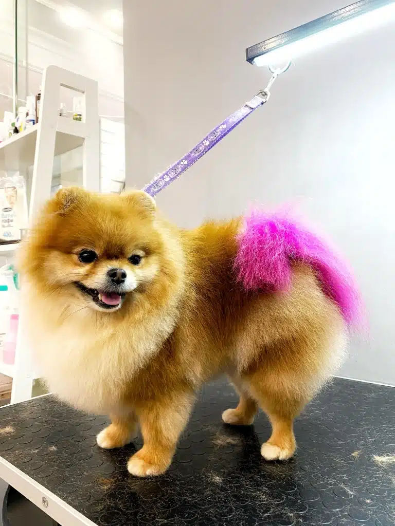 Йорк з пурпуровим хвостом готовий святкувати свій день народження