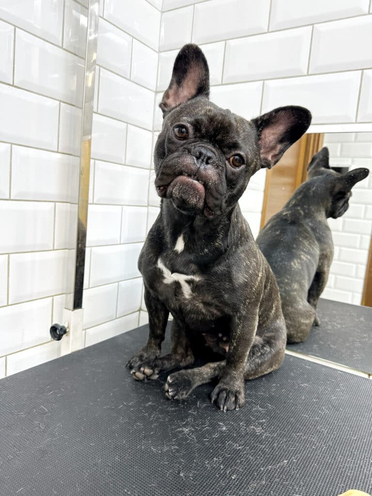 Темний бульдог всівся на попу в кутку грумерської, а на столі лежить трохи його шерсті