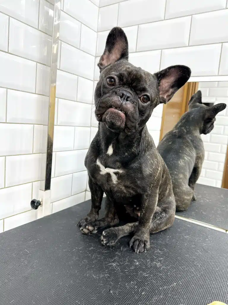 Темний бульдог всівся на попу в кутку грумерської, а на столі лежить трохи його шерсті