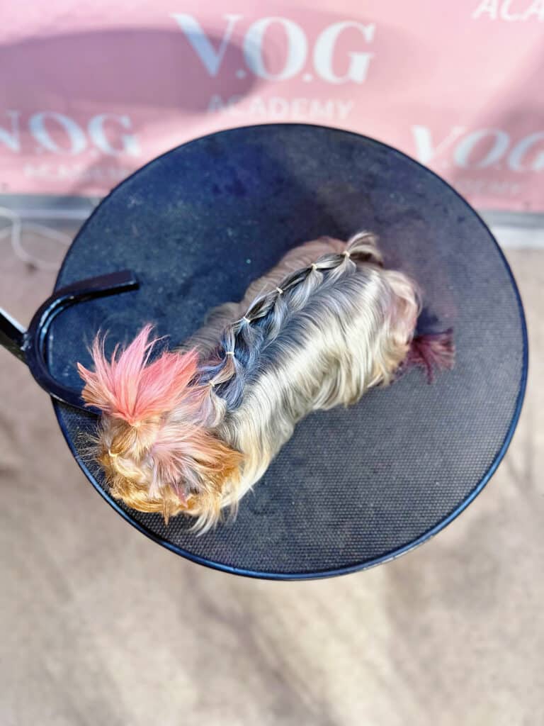 Йорк з рожевим топ кнотом має заплетену косу по спинці, аж до хвоста