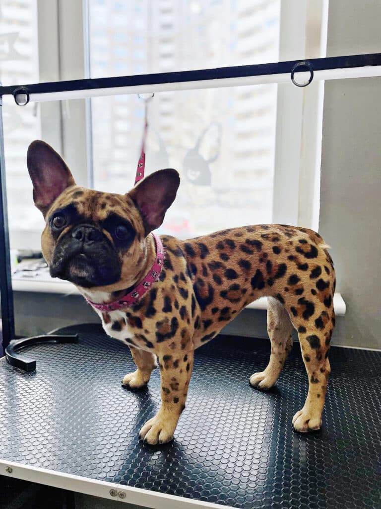 Бульдог з чорно-коричневим леопардовим принтом на шерсті готовий зустрічати господарів