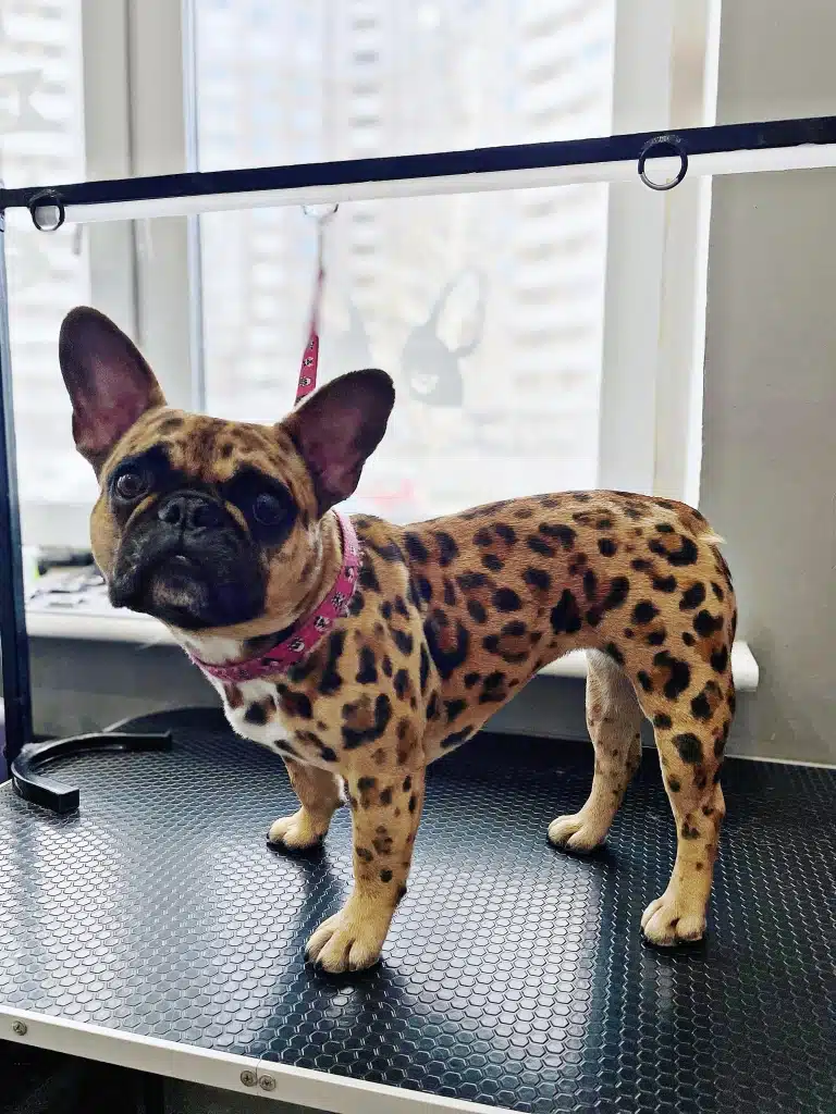 Бульдог з чорно-коричневим леопардовим принтом на шерсті готовий зустрічати господарів