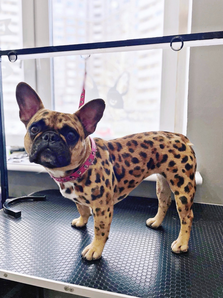 Французький бульдог після креативу від грумера схожий на леопарда