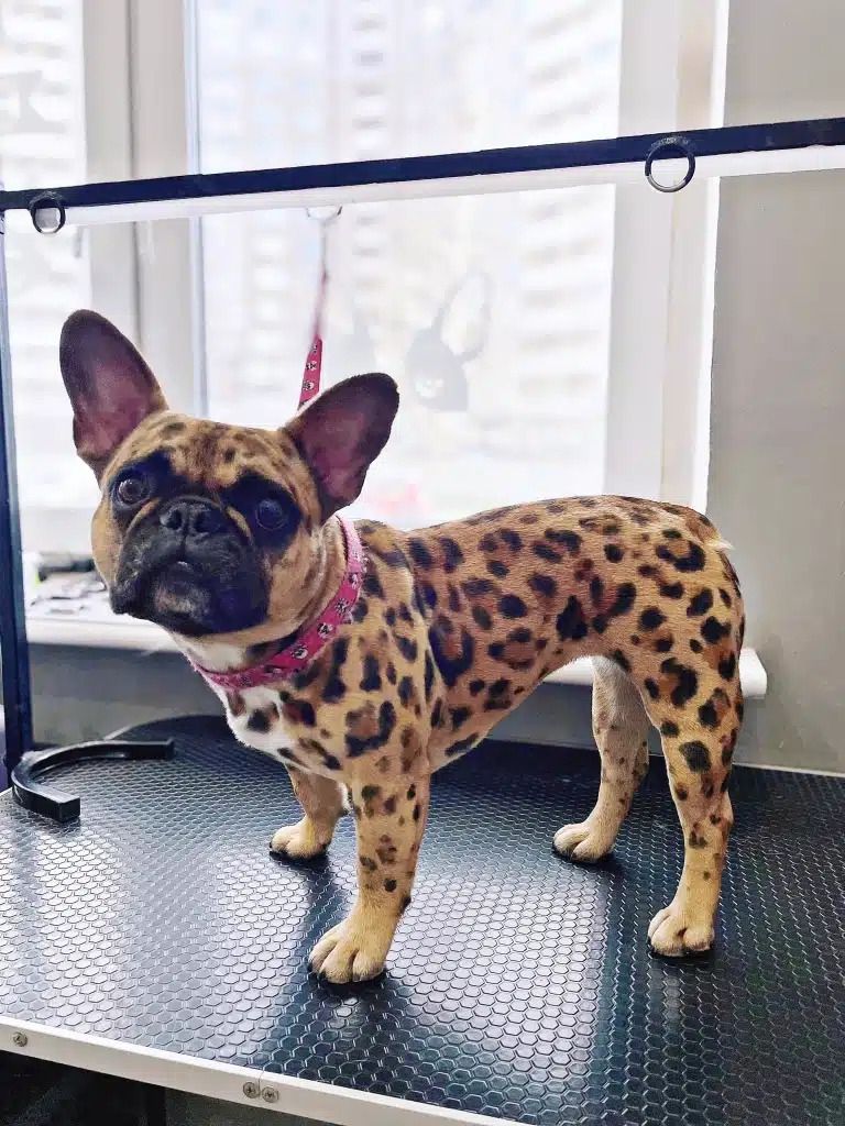 Французький бульдог після креативу від грумера схожий на леопарда