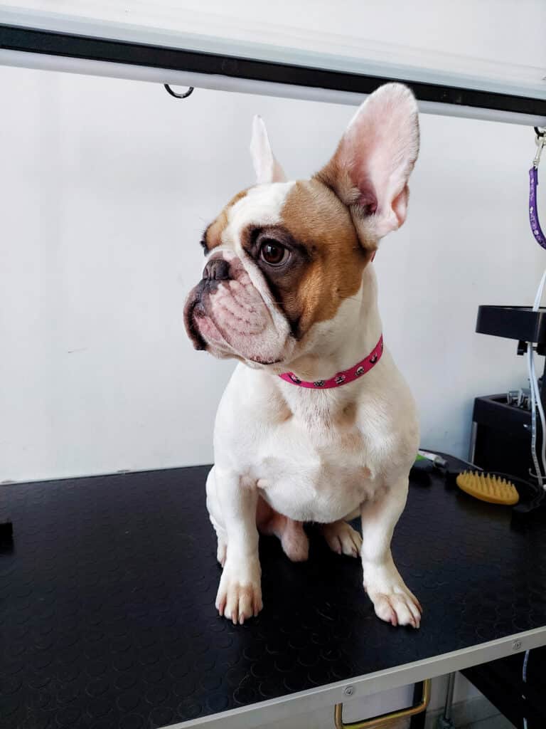 Французький бульдог з чистою шерстю вдивляється у вікно