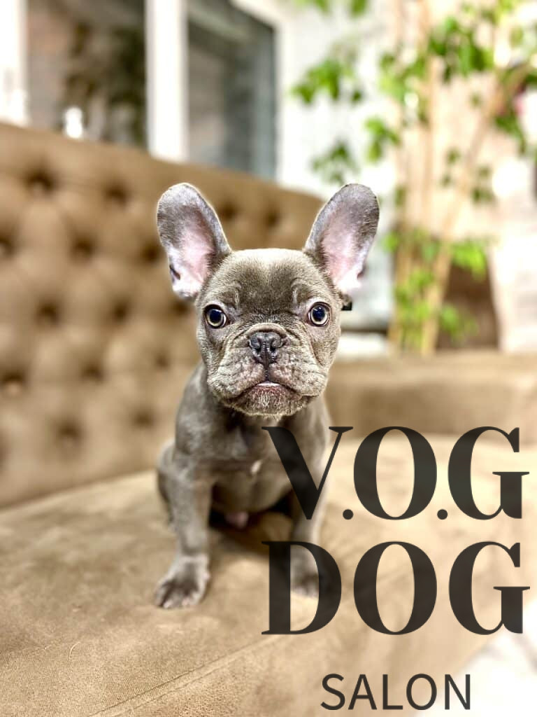 Цуценя бульдога нахилився до камери, уважно її розглядаючи