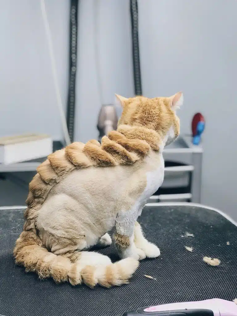 Кіт відвернувся, демонструючи свою драконячу стрижку