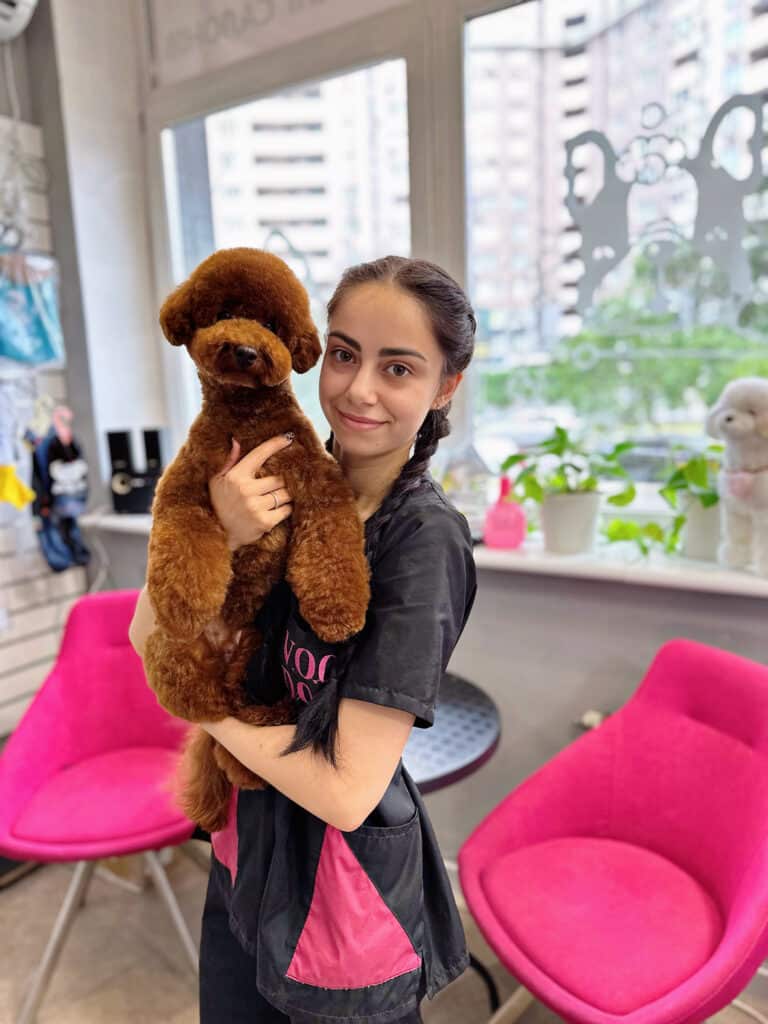 Грумер з косами тримає в руках коричневого мальтіпу з маленькою головою