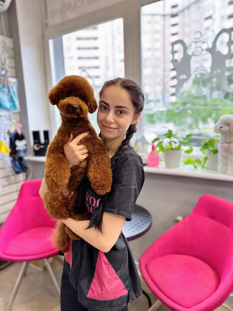 Грумер з косами тримає в руках коричневого мальтіпу з маленькою головою