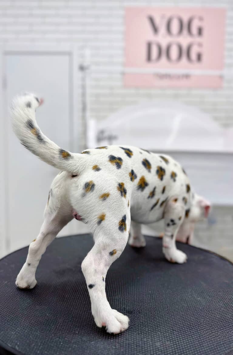 Пес з пофарбованою шерстю виглядає щось на підлозі грумерської