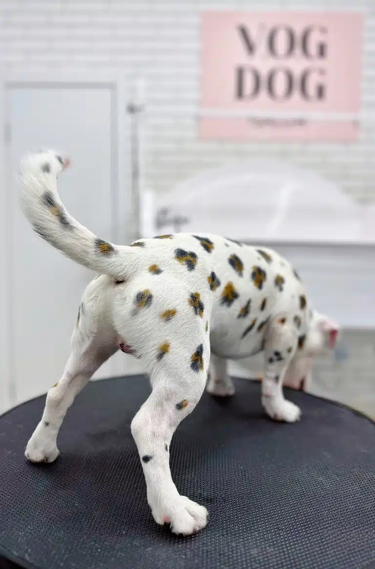 Пес з пофарбованою шерстю виглядає щось на підлозі грумерської