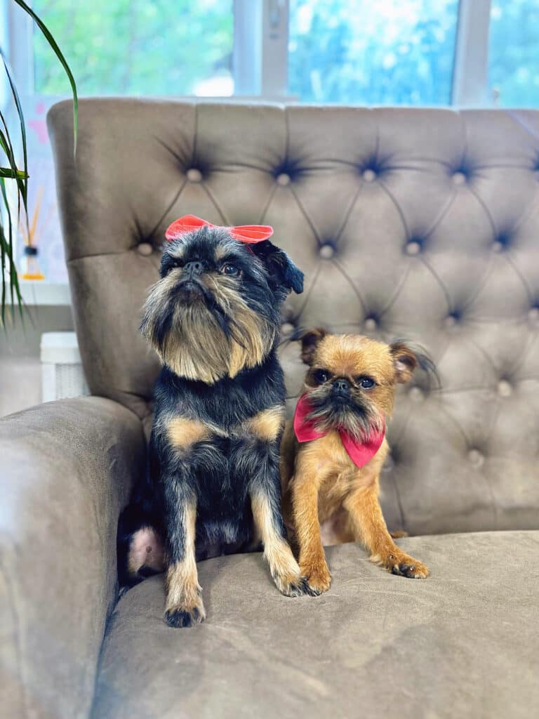 Двоє грифонів різного окрасу відпочивають на дивані, одягнувши червоні метелики