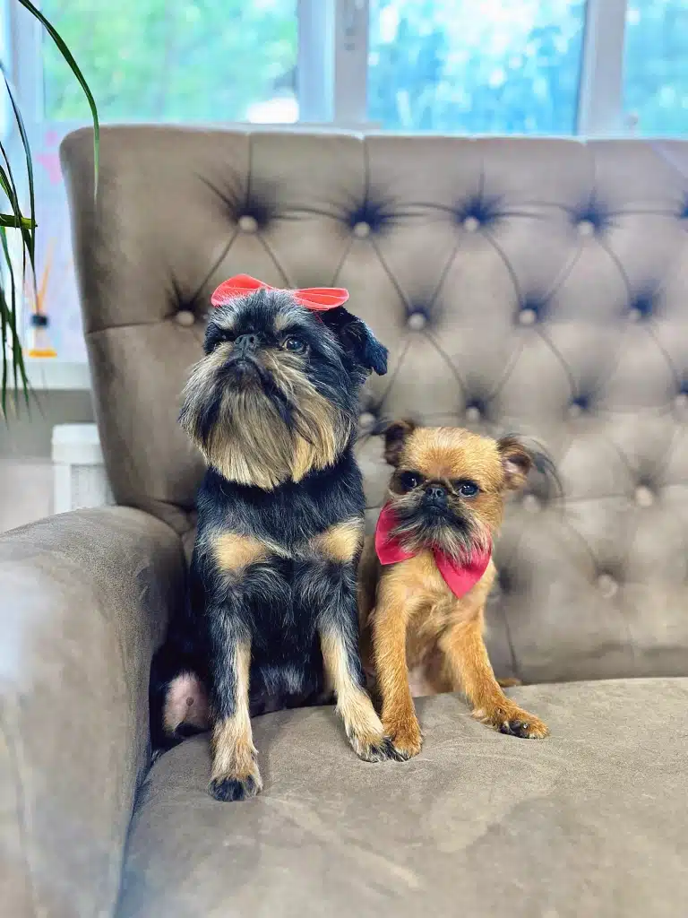 Двоє грифонів різного окрасу відпочивають на дивані, одягнувши червоні метелики