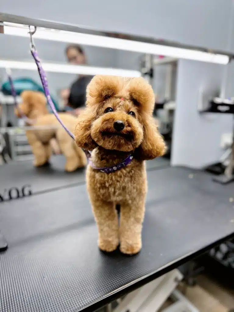 Мальтіпу з великою плюшкою та об'ємним хвостиком посміхається, радіючи закінченню процедур