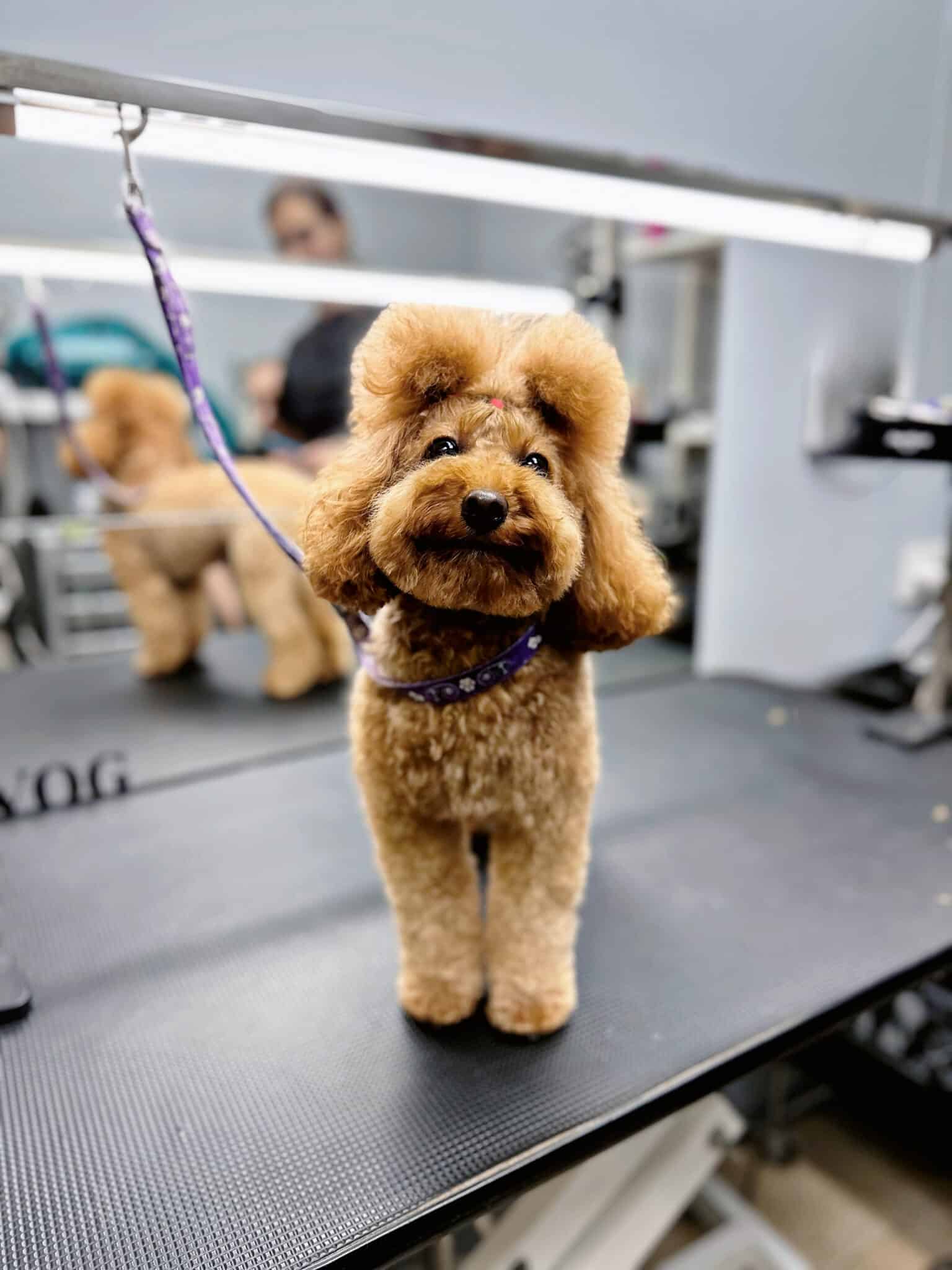 Мальтіпу з великою плюшкою та об'ємним хвостиком посміхається, радіючи закінченню процедур