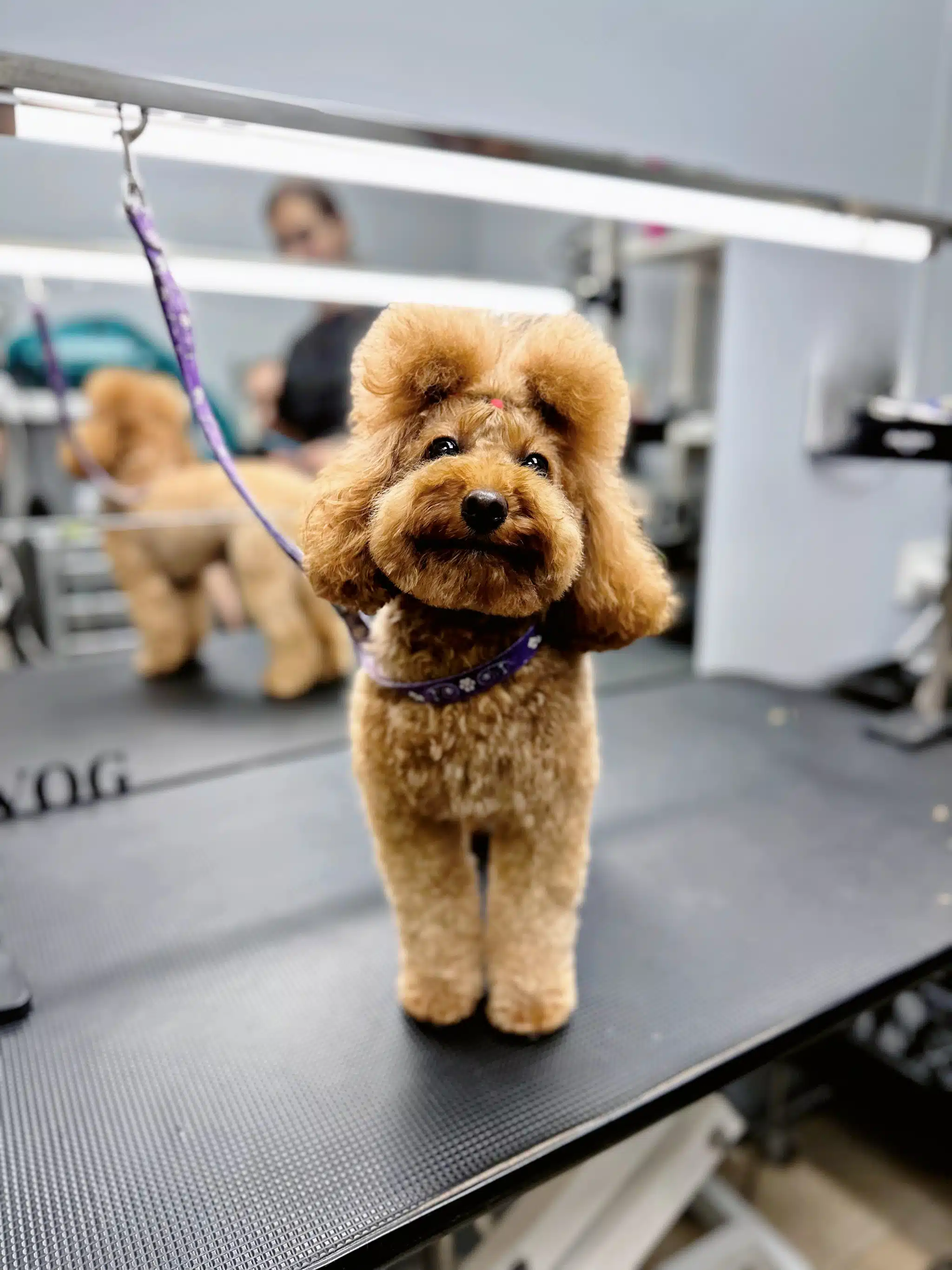 Мальтіпу з великою плюшкою та об'ємним хвостиком посміхається, радіючи закінченню процедур