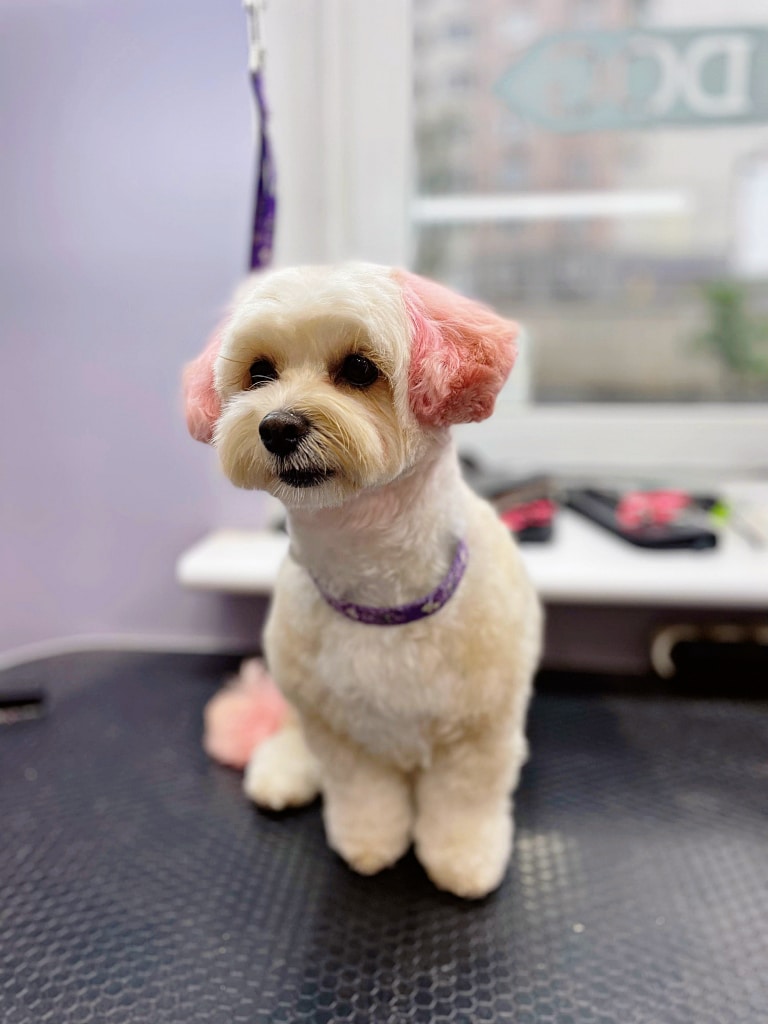 Мальтіпу з блідо-рожевими вушками та хвостом виглядає дуже мило