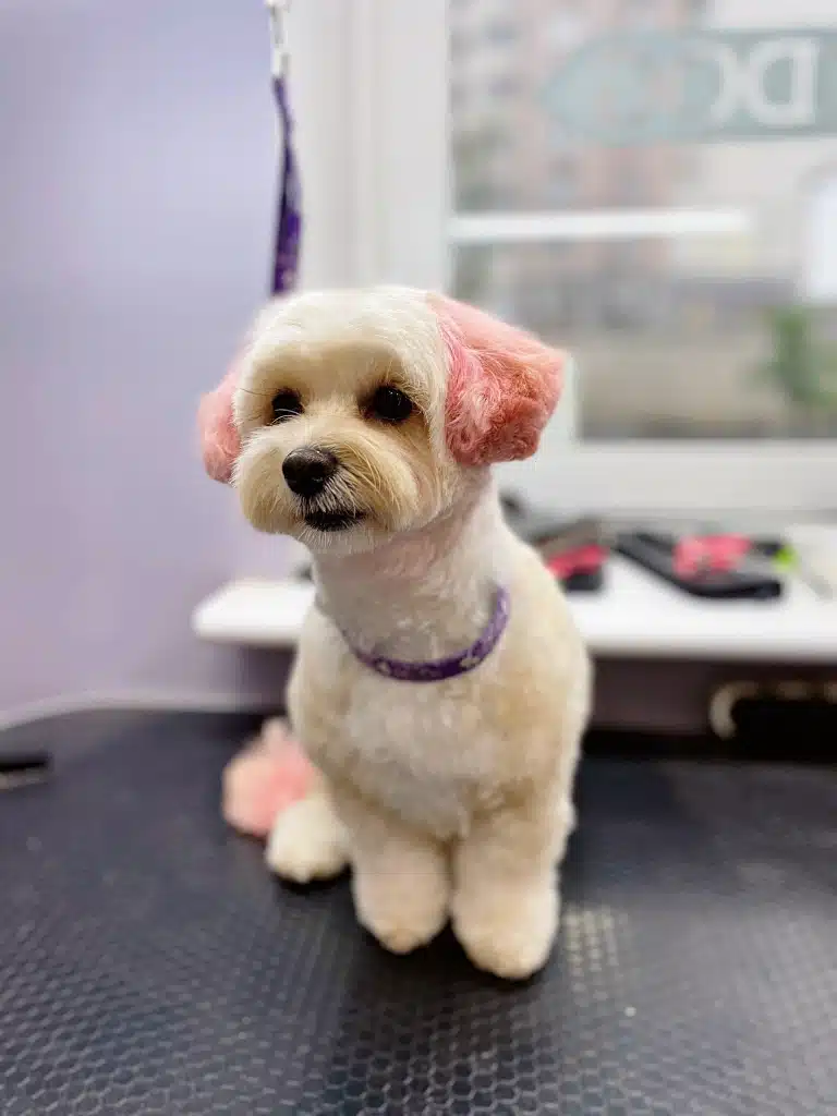 Мальтіпу з блідо-рожевими вушками та хвостом виглядає дуже мило