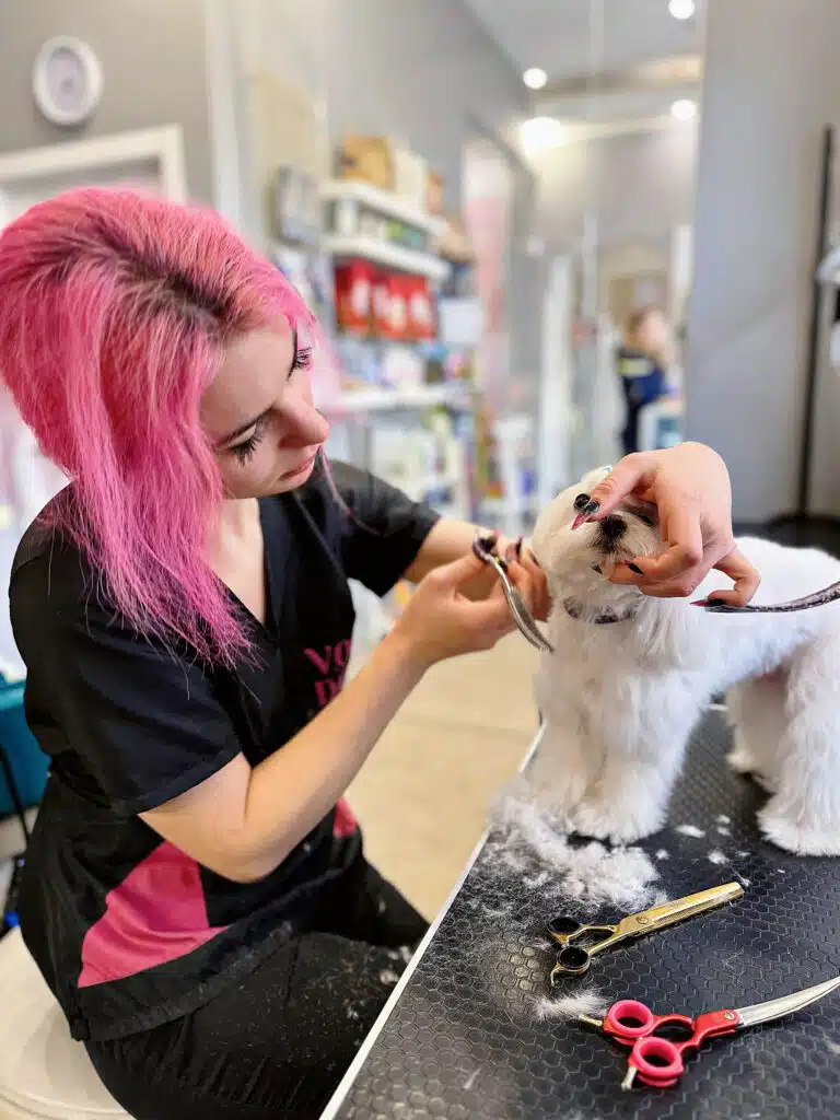 Грумер з рожевим волоссям стриже мордочку мальтезе, тримаючи її лівою рукою