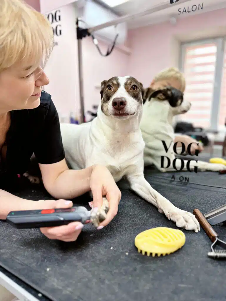 Грумер підпилює гріндером кігті пса, який смирно лежить на столі