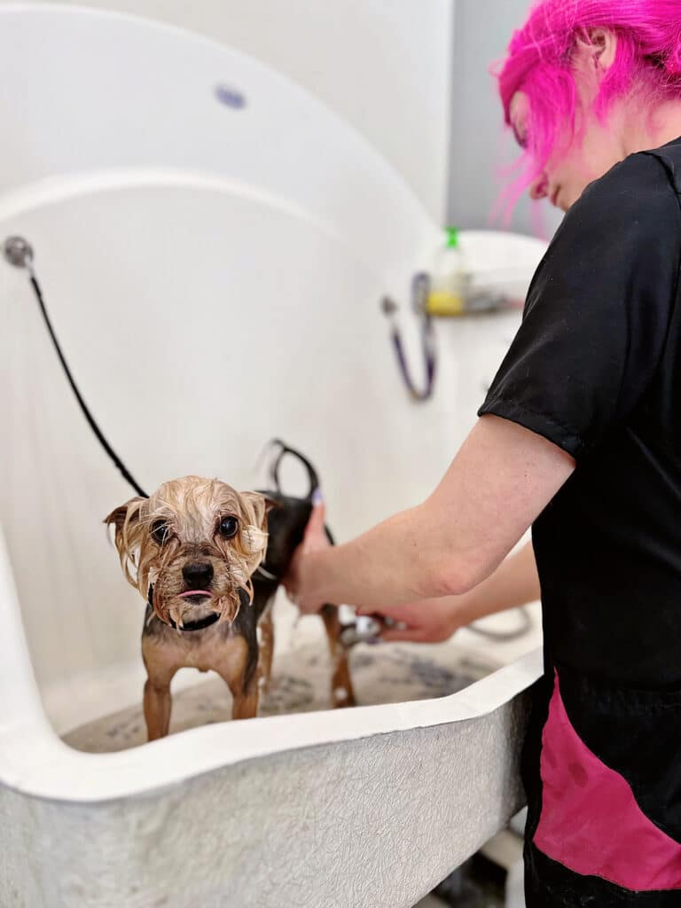 Грумер з яскраво-рожевим волоссям купає йорка в ванній
