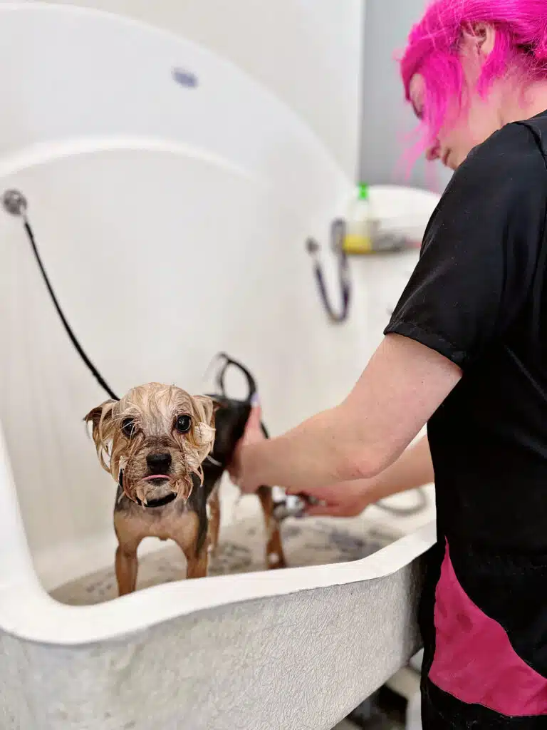 Грумер з яскраво-рожевим волоссям купає йорка в ванній