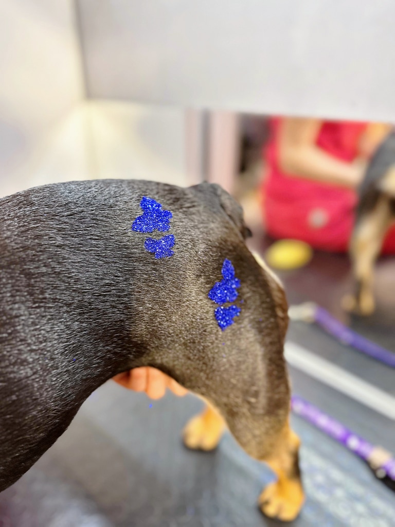 На короткій блискучій шерсті собаки глітером намальовані метелики