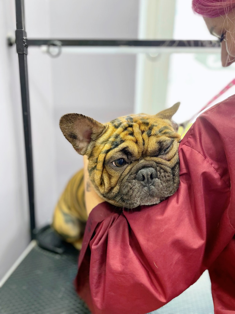 Бульдог засинає на руці грумера в червоному халаті