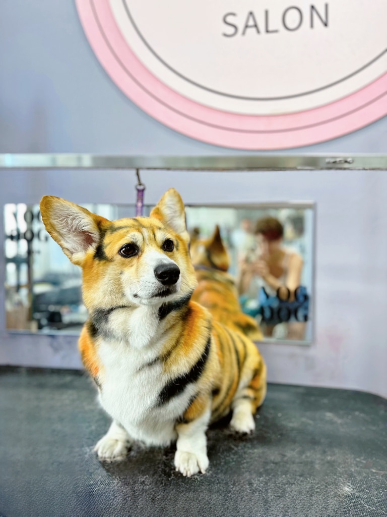 Коргі через фарбування шерсті схожий на тигра