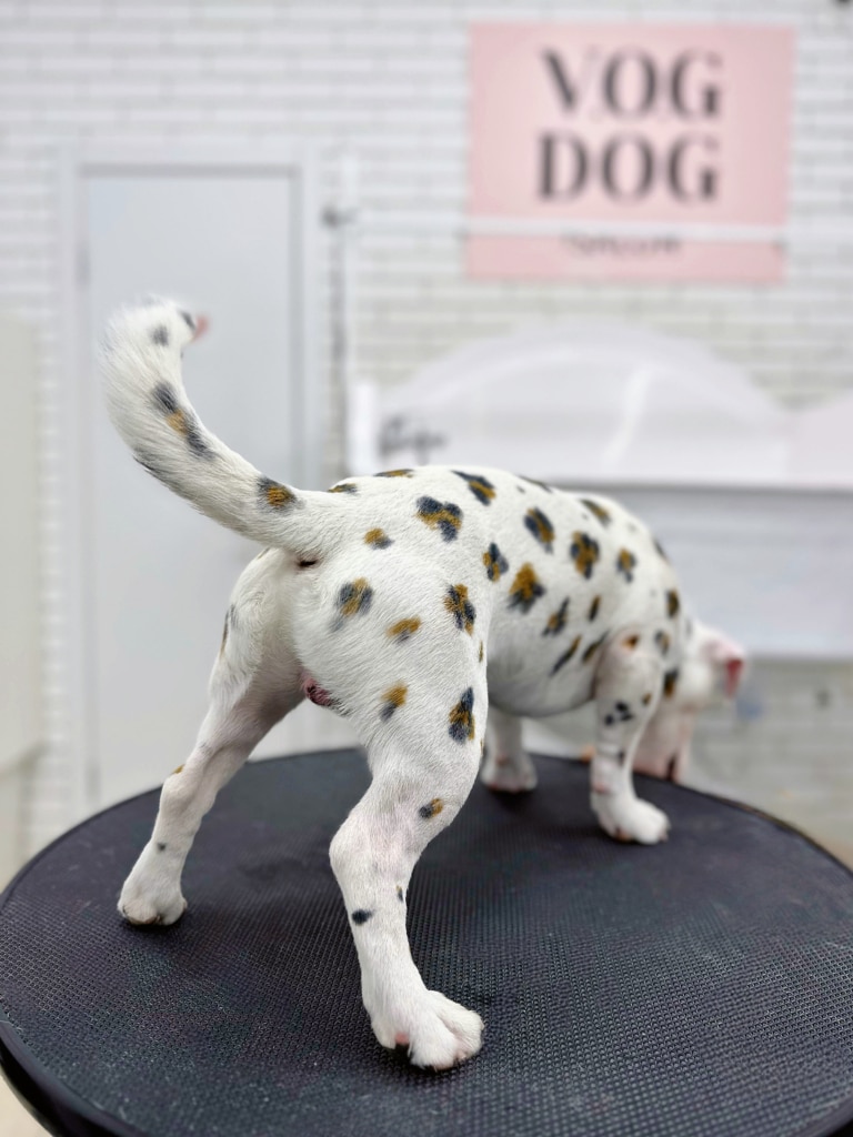 Білий пес з чорно-коричневими плямами трохи схожий на леопарда