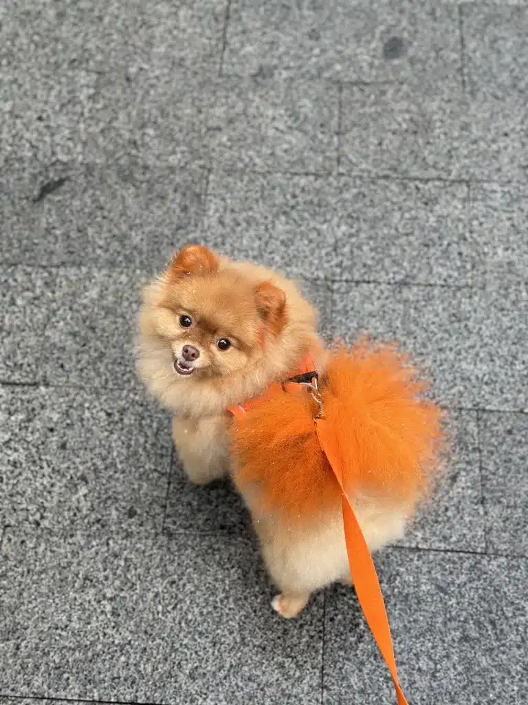Шпіц з помаранчевим хвостом після фарбування йде на прогулянку