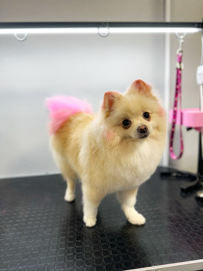 Шпіц після креативного грумінгу має рожевий хвіст