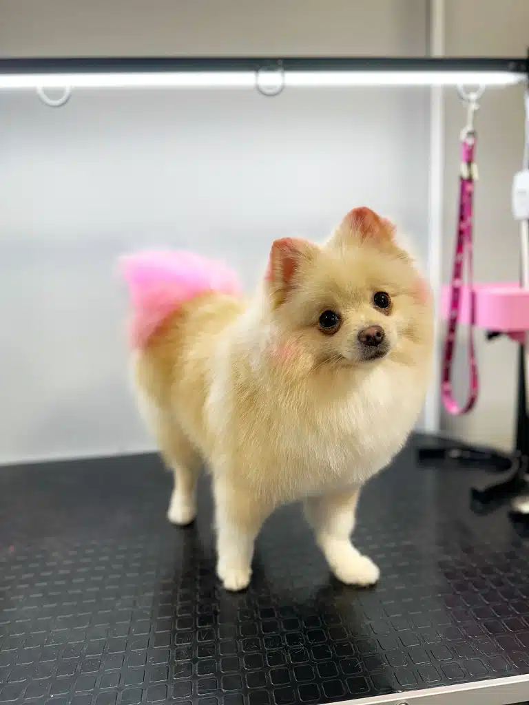 Шпіц після креативного грумінгу має рожевий хвіст